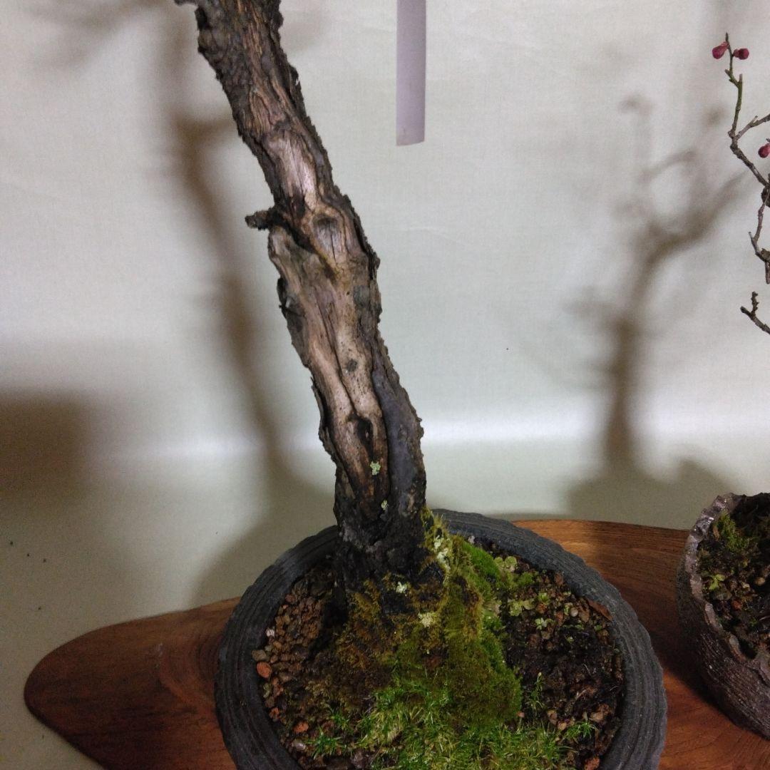 紅白梅盆栽セット黒松盆栽、五葉松盆栽、しんぱく盆栽、赤松盆栽 野梅盆栽