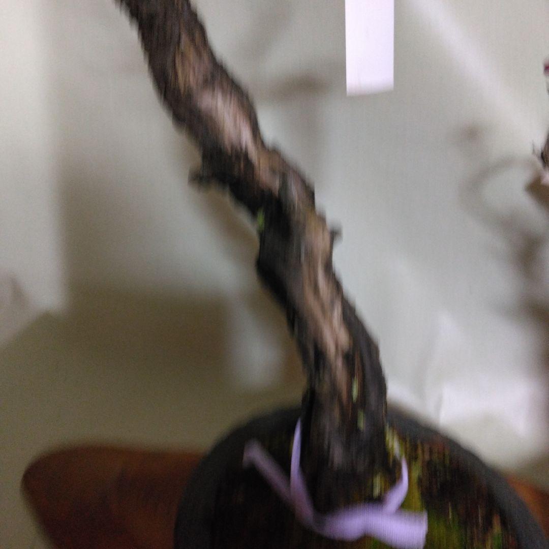 紅白梅盆栽セット黒松盆栽、五葉松盆栽、しんぱく盆栽、赤松盆栽 野梅盆栽