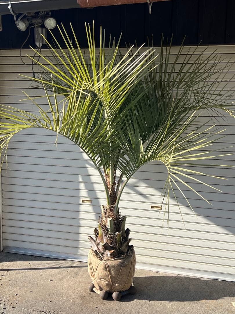 ココスヤシ　超耐寒性ヤシ　ドライガーデン　カルフォルニアスタイル　送料込み価格