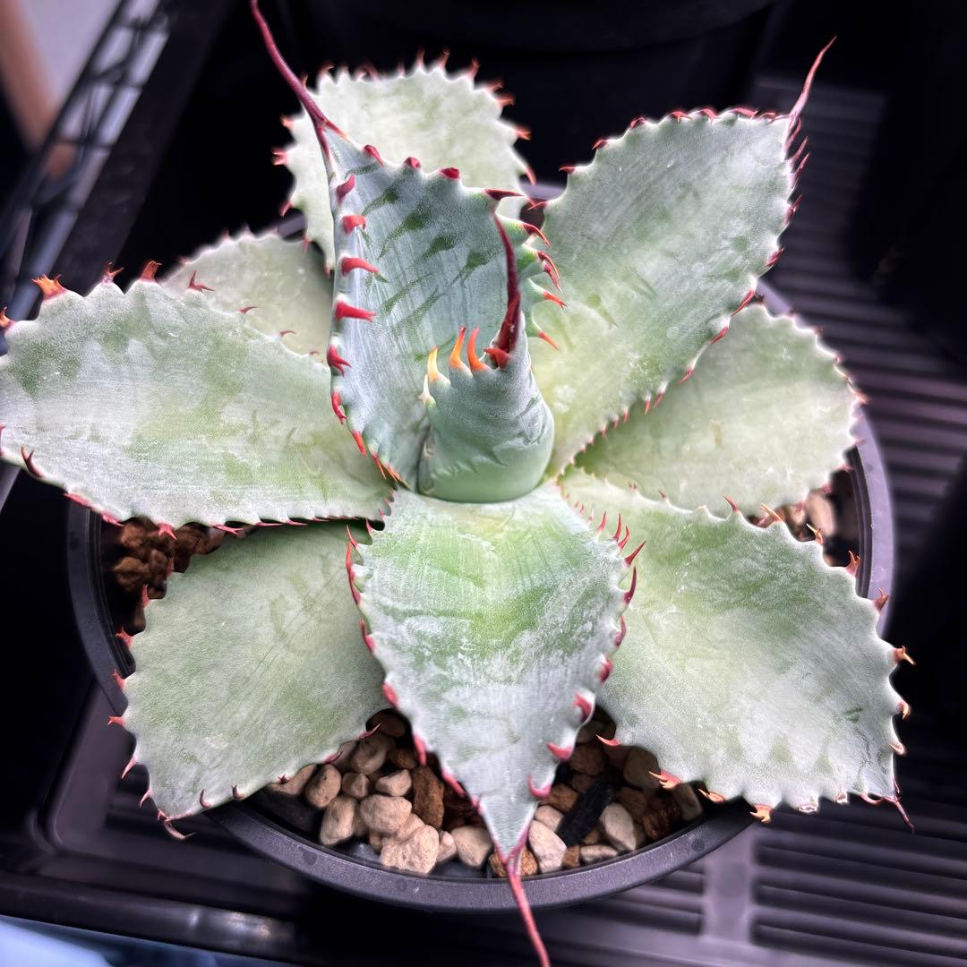 アガベ　フロスティクリスタル　イシパラ　ハイブリッド　イシスメンシス×パラサナ