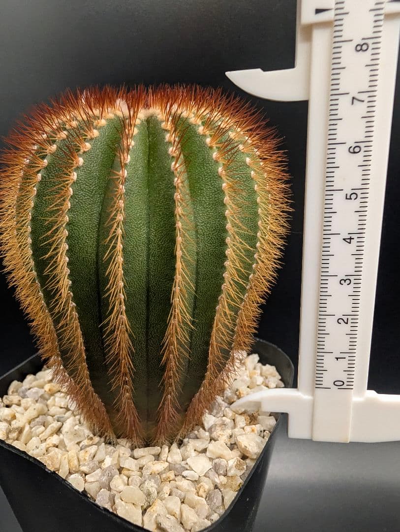 赤刺 エリオカクトイデス 開花球 実生 鉢植えメルカリ便送料込み