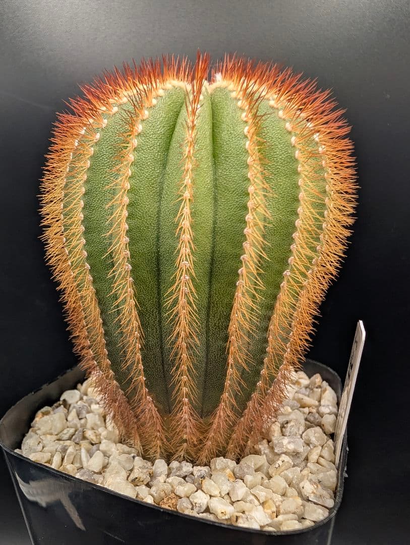 赤刺 エリオカクトイデス 開花球 実生 鉢植えメルカリ便送料込み