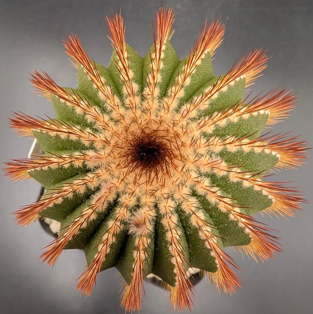 赤刺 エリオカクトイデス 開花球 実生 鉢植えメルカリ便送料込み