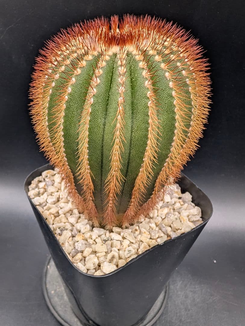 赤刺 エリオカクトイデス 開花球 実生 鉢植えメルカリ便送料込み