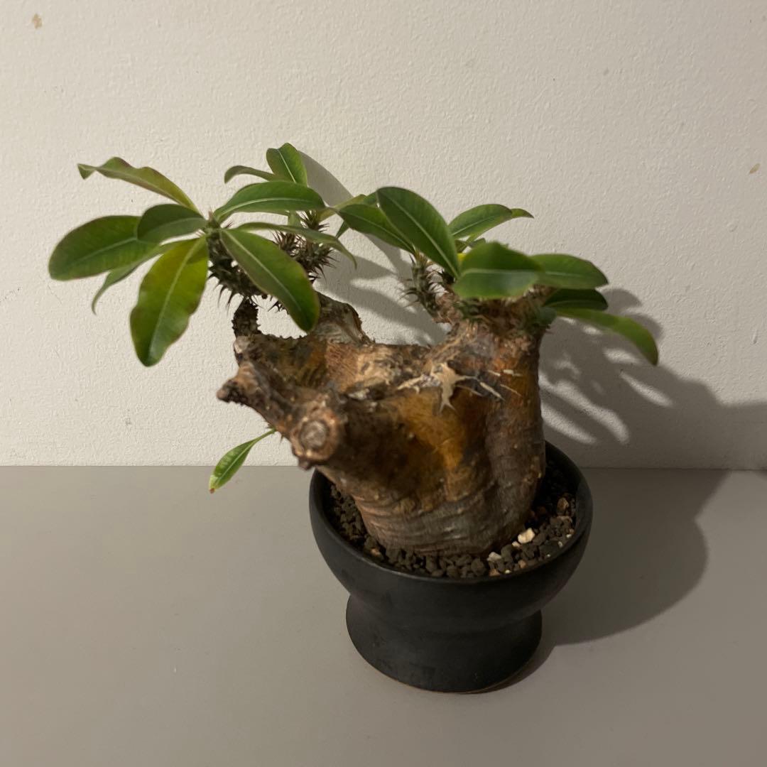 まとめ売り　グラキリス　エボリスピナ　カクチペス