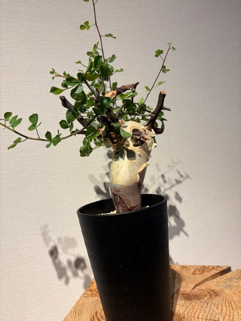 ソマリア　カタフ　ピュアカタフ　コミフォラ