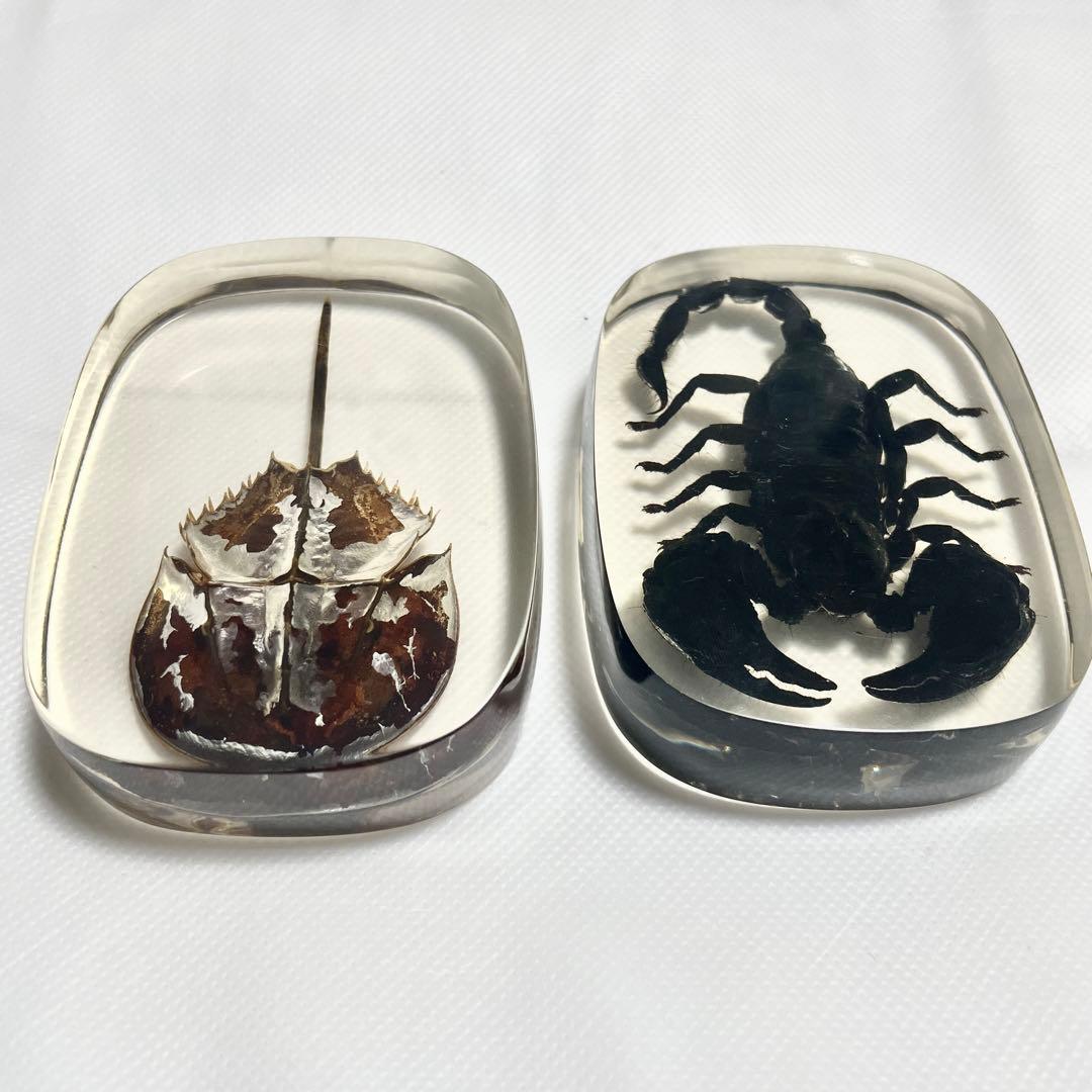 【特大】カブトガニ &クロサソリ　アクリル樹脂標本セット
