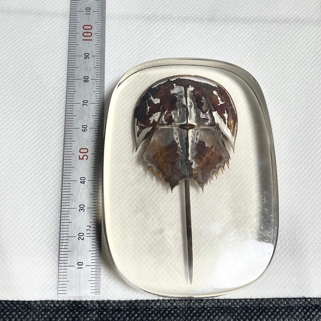 【特大】カブトガニ &クロサソリ　アクリル樹脂標本セット