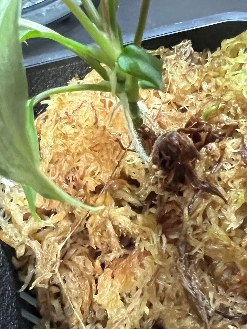 し*ん様 Homalomena sp. “夕霧” T-3810-2 ホマロメナ