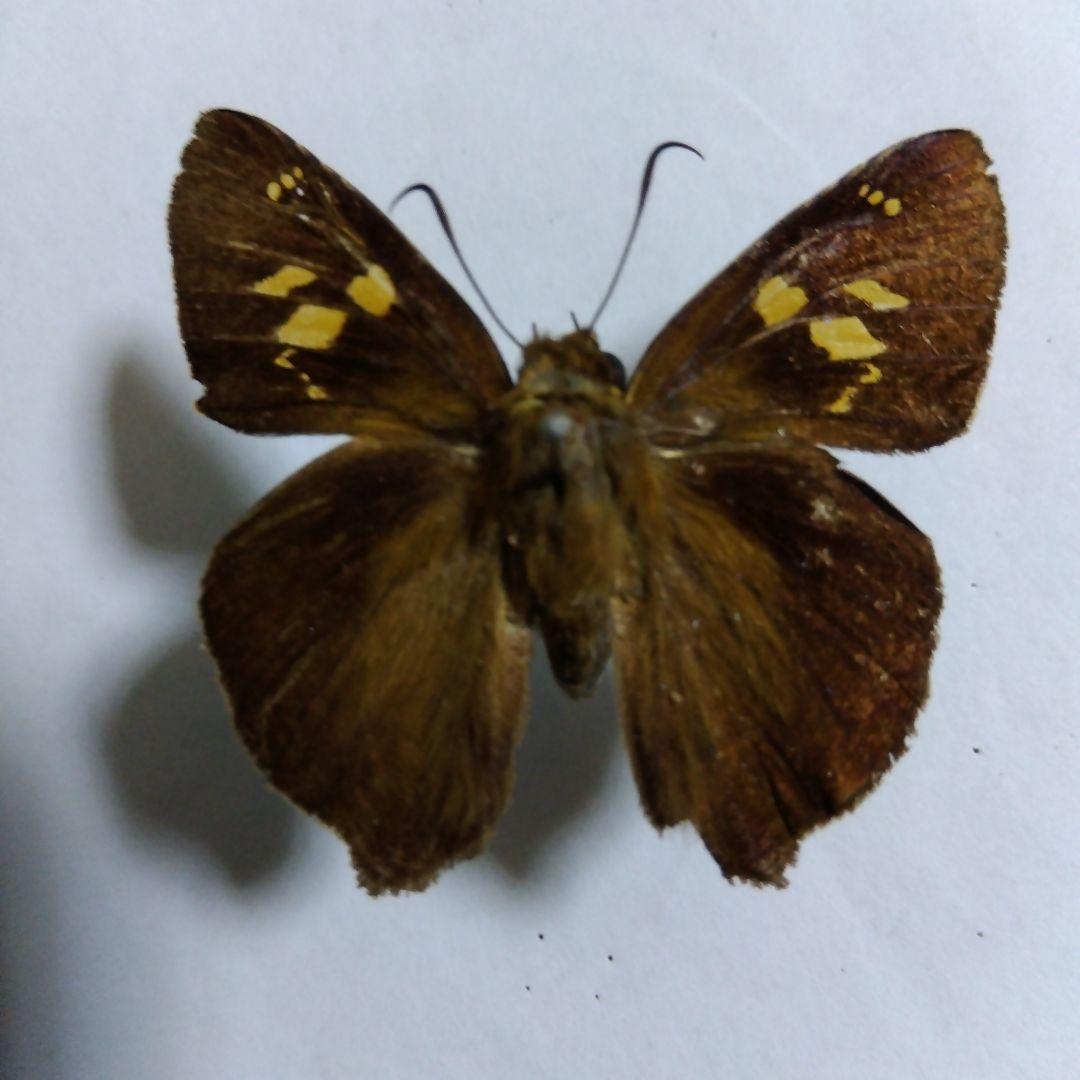 テツイロビロウドセセリ 3頭