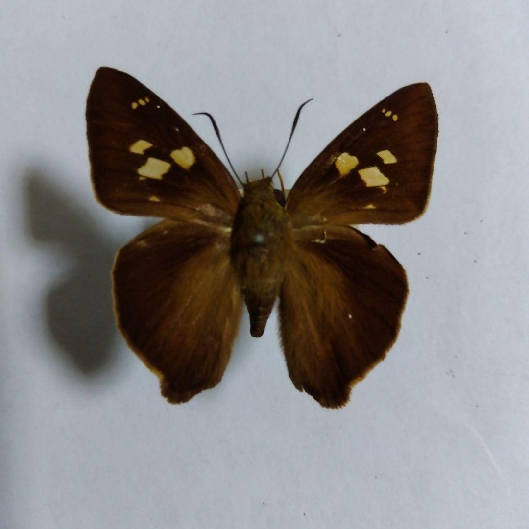 テツイロビロウドセセリ 3頭