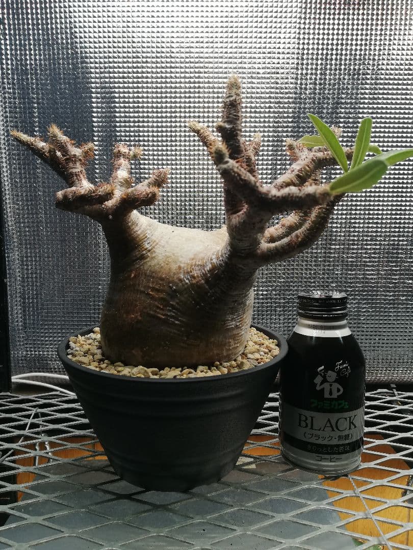 特大美株‼️ グラキリス