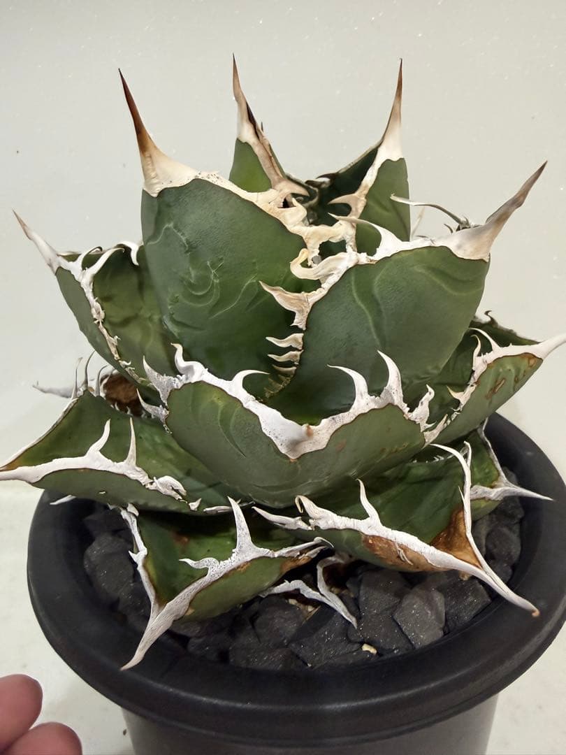 ディアボロビアンコ（Mt.Fuji産）親株　アガベ　オテロイ　チタノタ