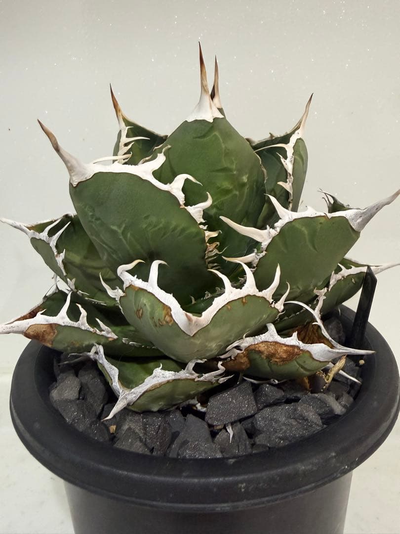 ディアボロビアンコ（Mt.Fuji産）親株　アガベ　オテロイ　チタノタ