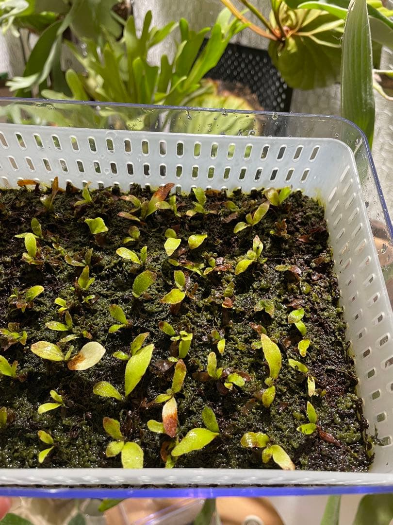 P.willinckii 'OMG' 前葉体・胞子体