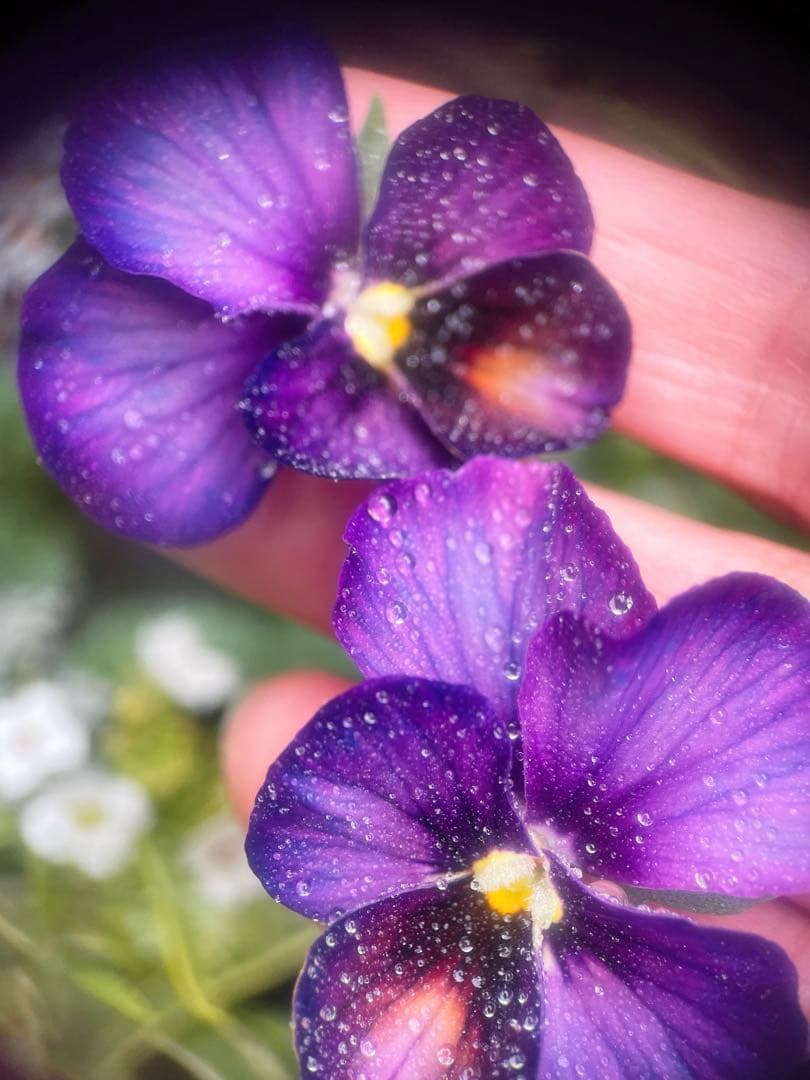 u*a様 人気♡パルプンテ♡極キレイパープル 2苗♡寄せ植え♡カゴ付き(幅３０セ