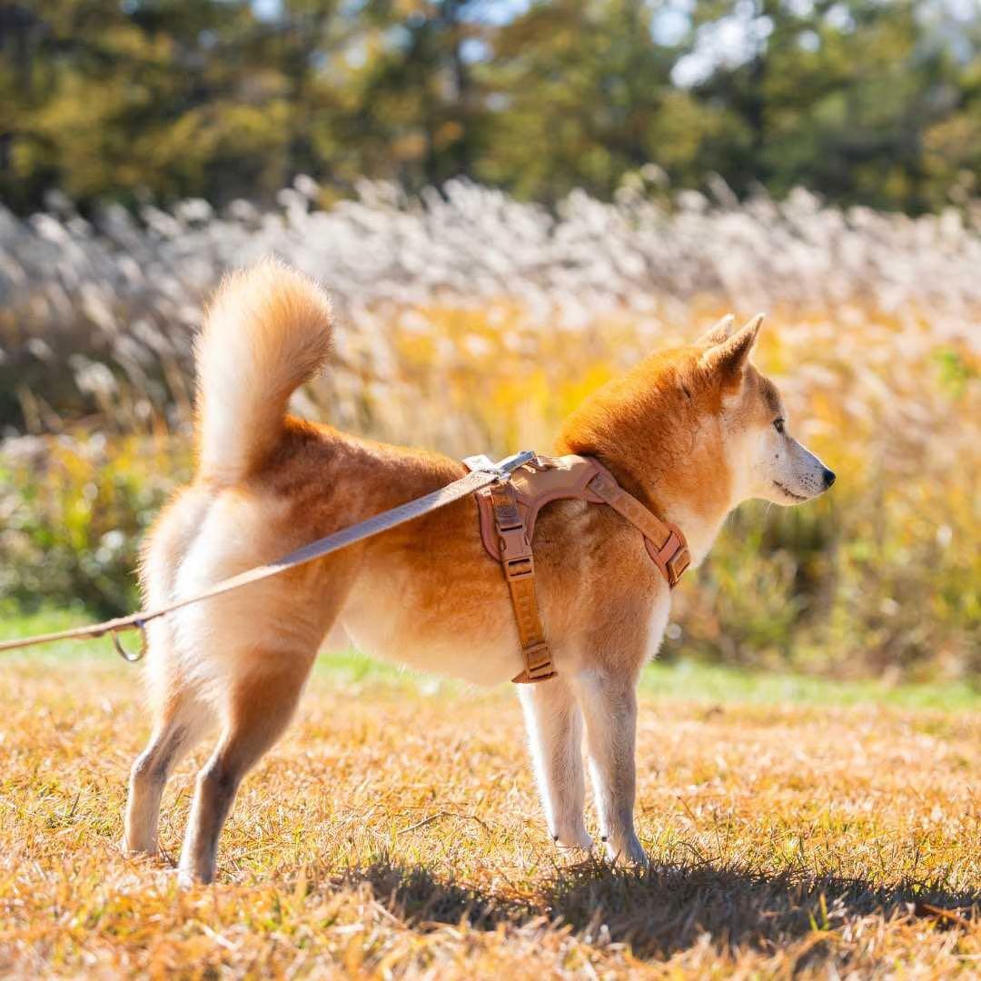 【新品】ハーネス/max-bone/キャメル/Mサイズ/ラグジュアリーブランド