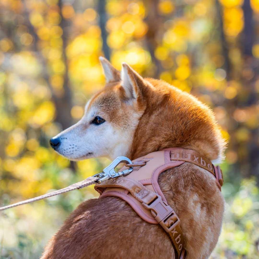 【新品】ハーネス/max-bone/キャメル/Mサイズ/ラグジュアリーブランド