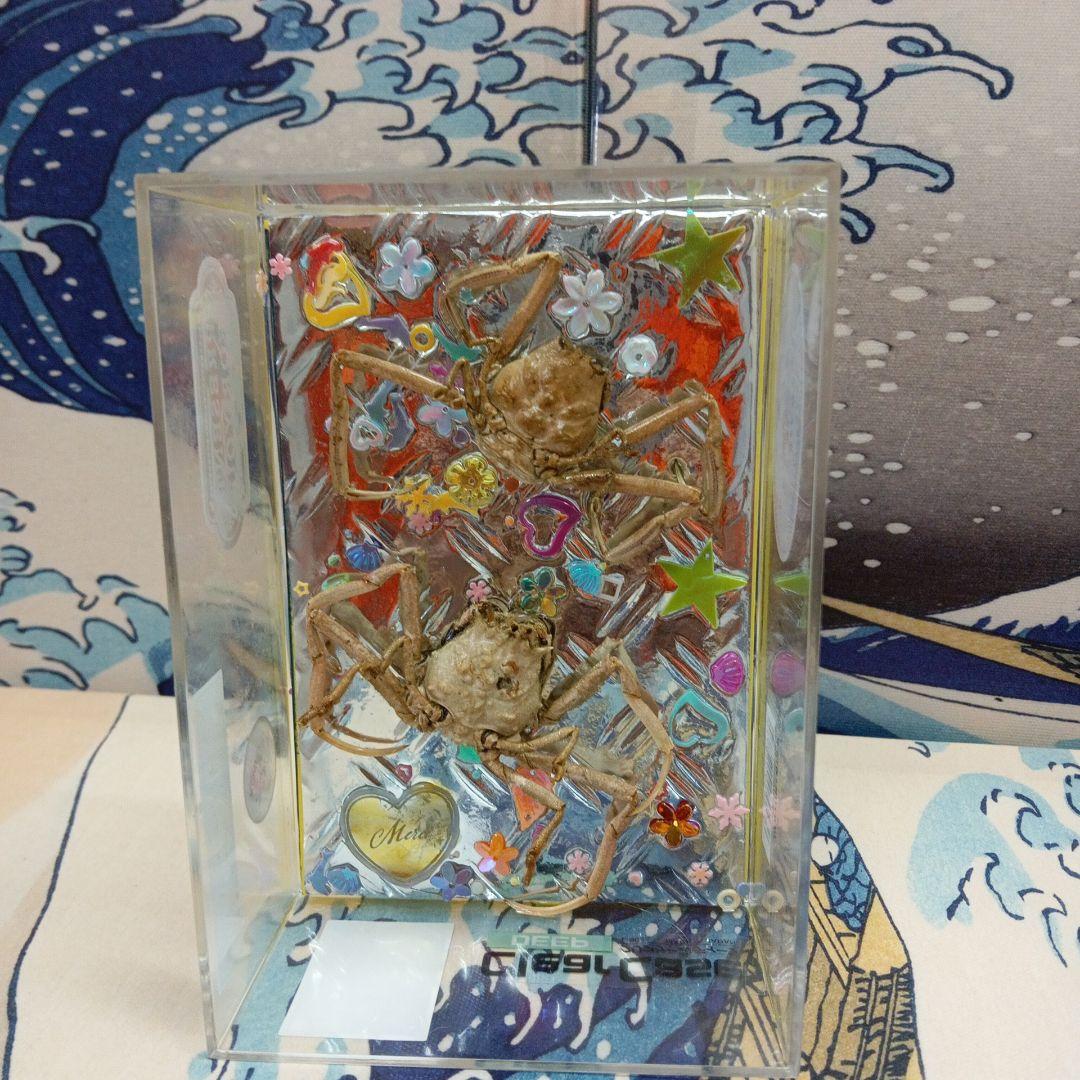 稀少平家怨霊讃岐國屋島檀ノ浦長門國下関壇之浦源平合戦凹凸立体平家蟹鬼面蟹標本飾り