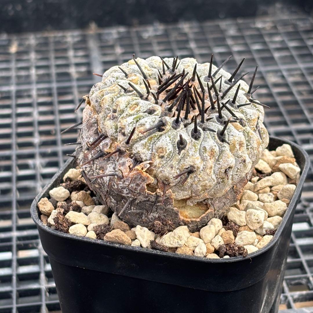 コピアポア　シネレア　コルムナアルバ　山木　現地球D