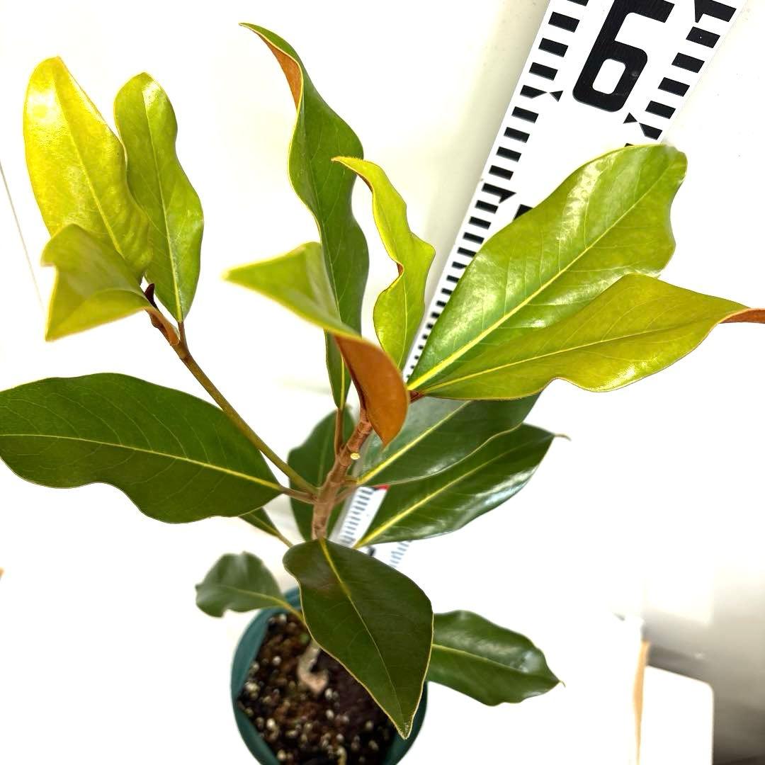 35.ケイパレス マグノリア 泰山木 タイサンボク 苗 苗木 小型品種