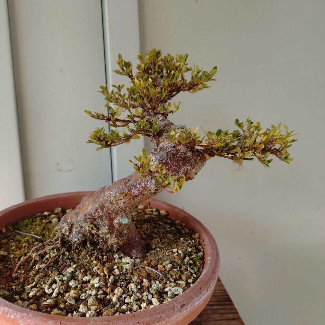 小品皐月盆栽　明美の月　高14cm