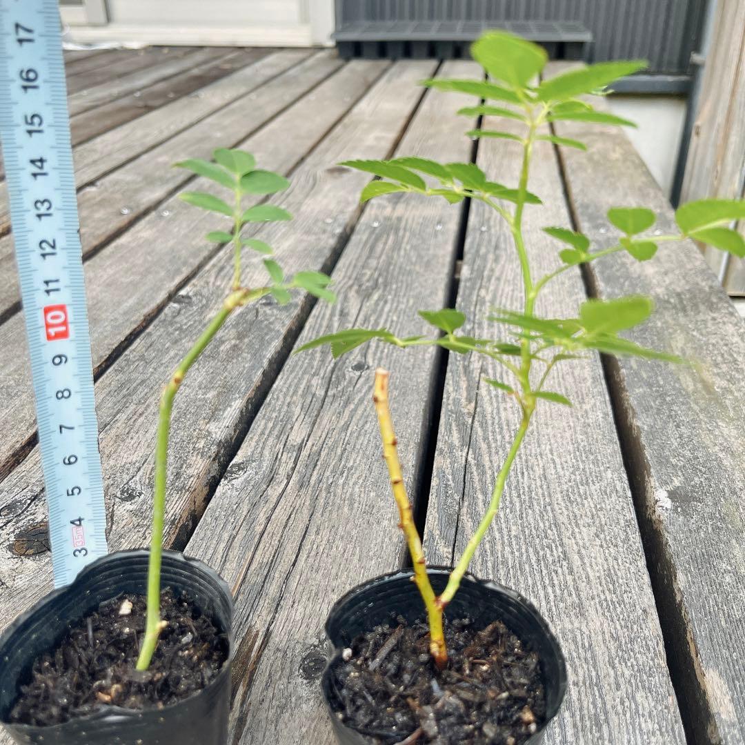 ⭐️専用⭐️薔薇　キングローズ  つるバラ   挿し木根付き苗