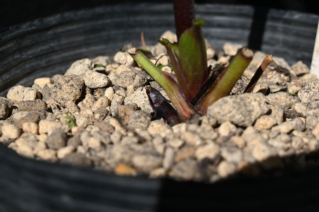 クリスマスローズ　認定sd絞り咲き　加藤農園