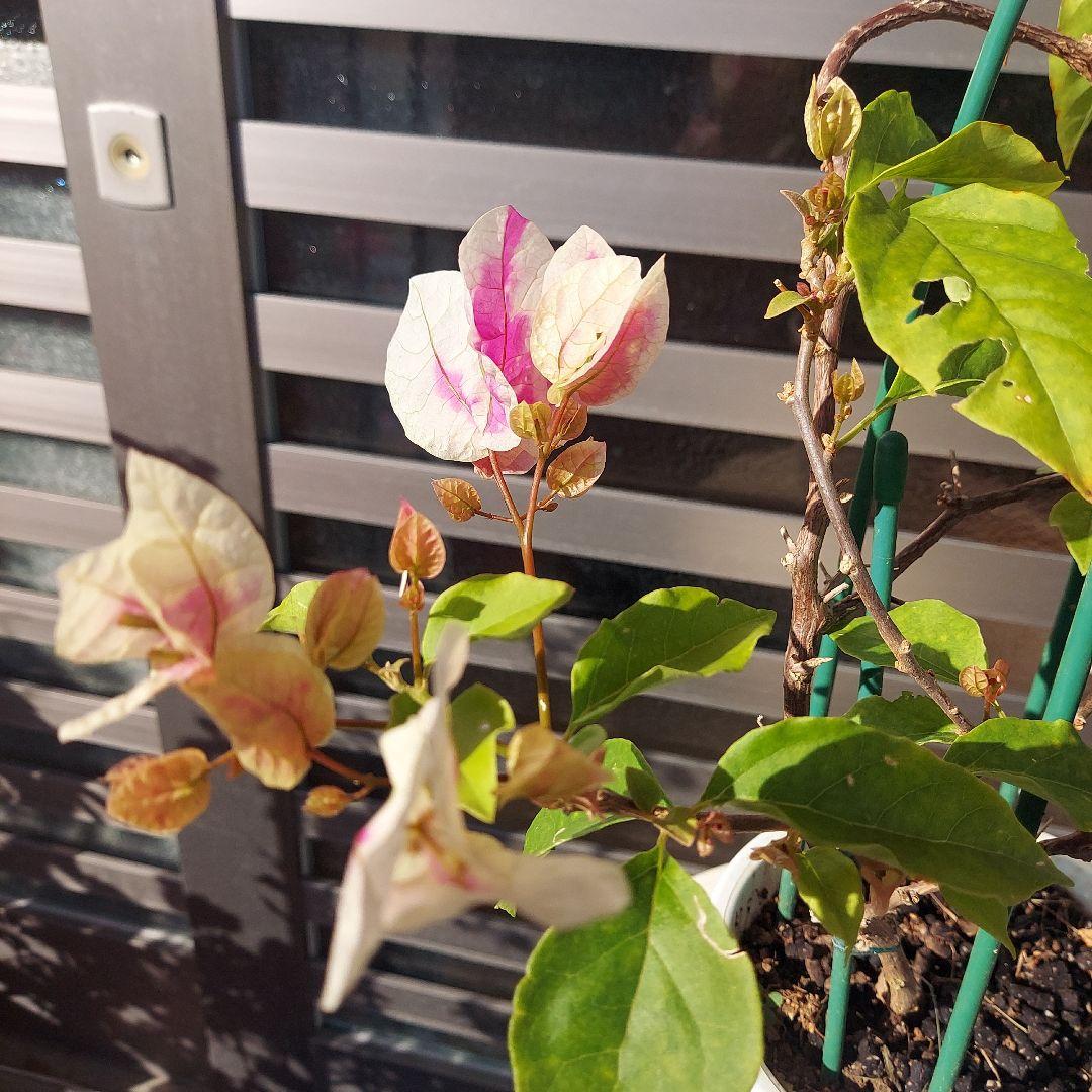 ブーゲンビリア斑入りレッド希少 No88 らくらくメルカリ便発送‼️