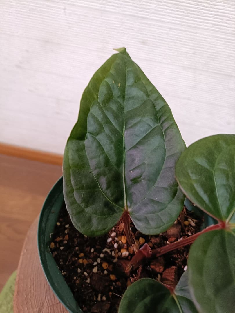 Anthurium クヤベノソウル × ルクスリアンス アンスリウム