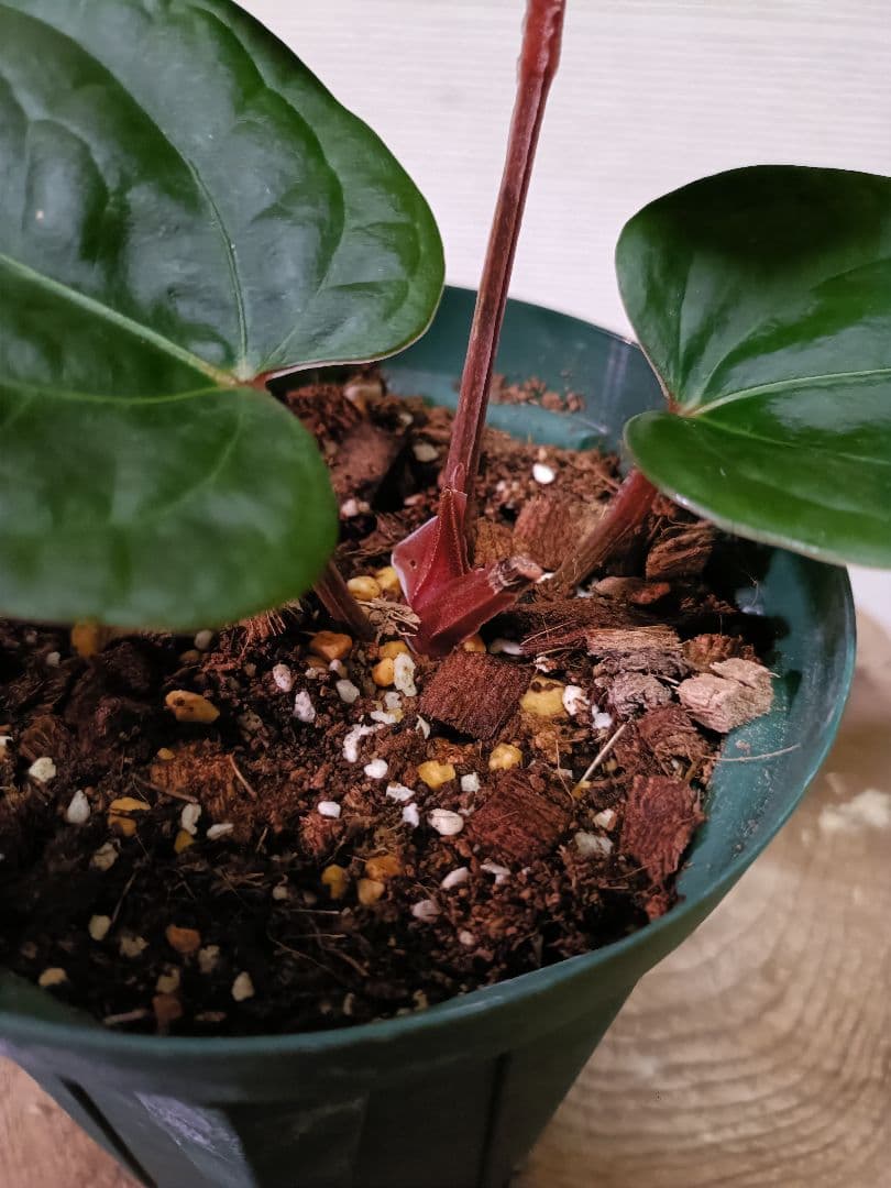 Anthurium クヤベノソウル × ルクスリアンス アンスリウム