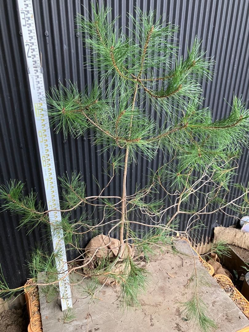 山採り　アカマツ