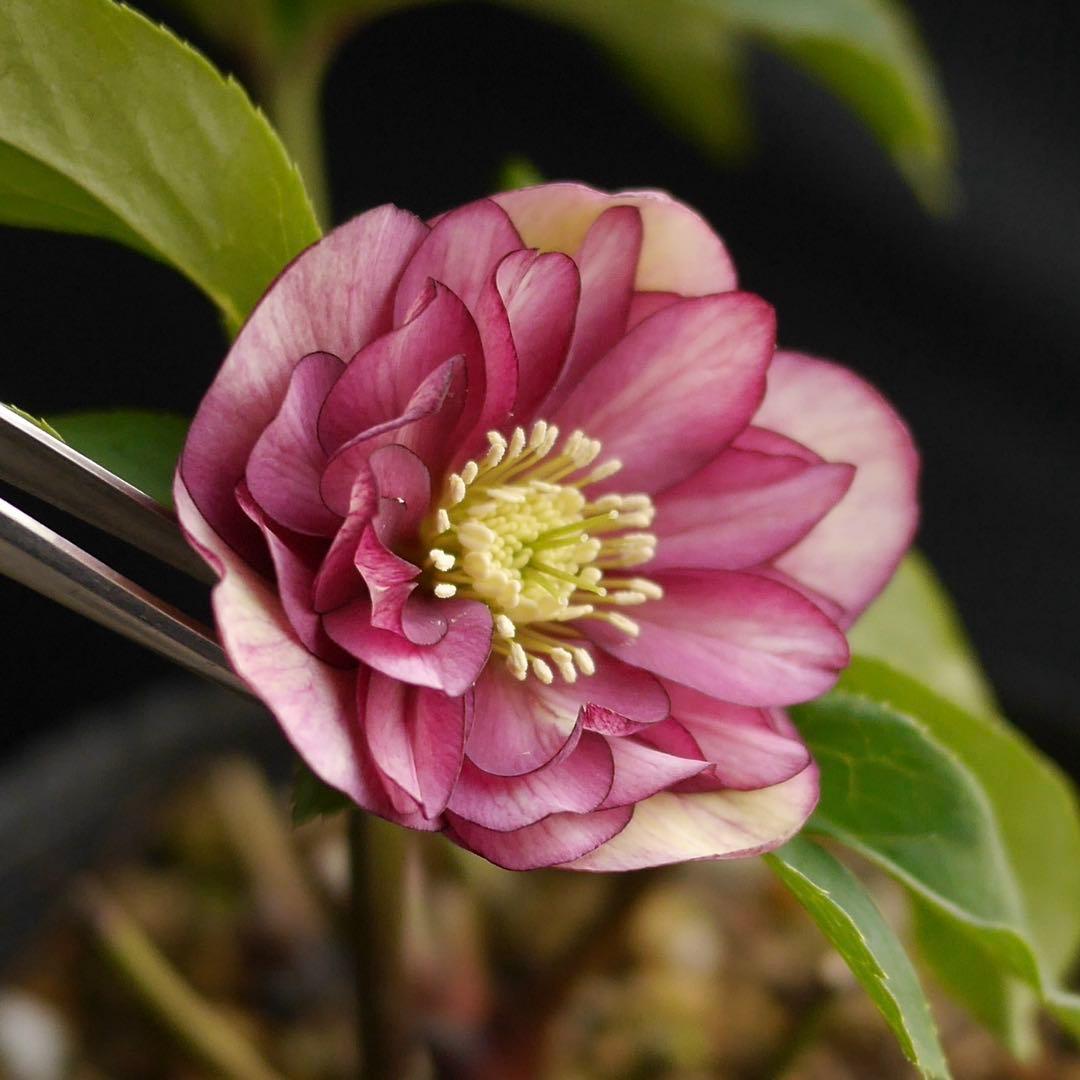 mirakohujin様 リクエスト 2点 まとめ商品　クリスマスローズ