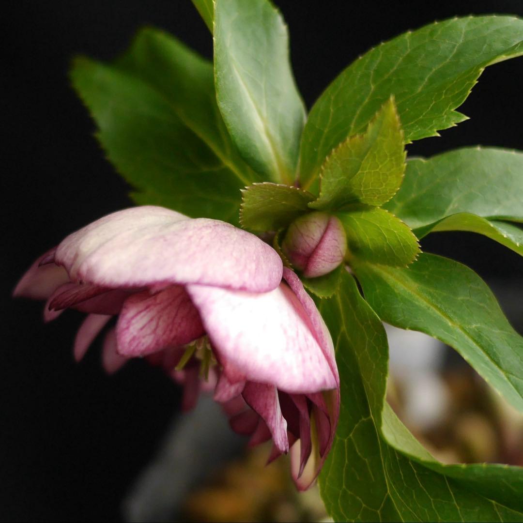 mirakohujin様 リクエスト 2点 まとめ商品　クリスマスローズ