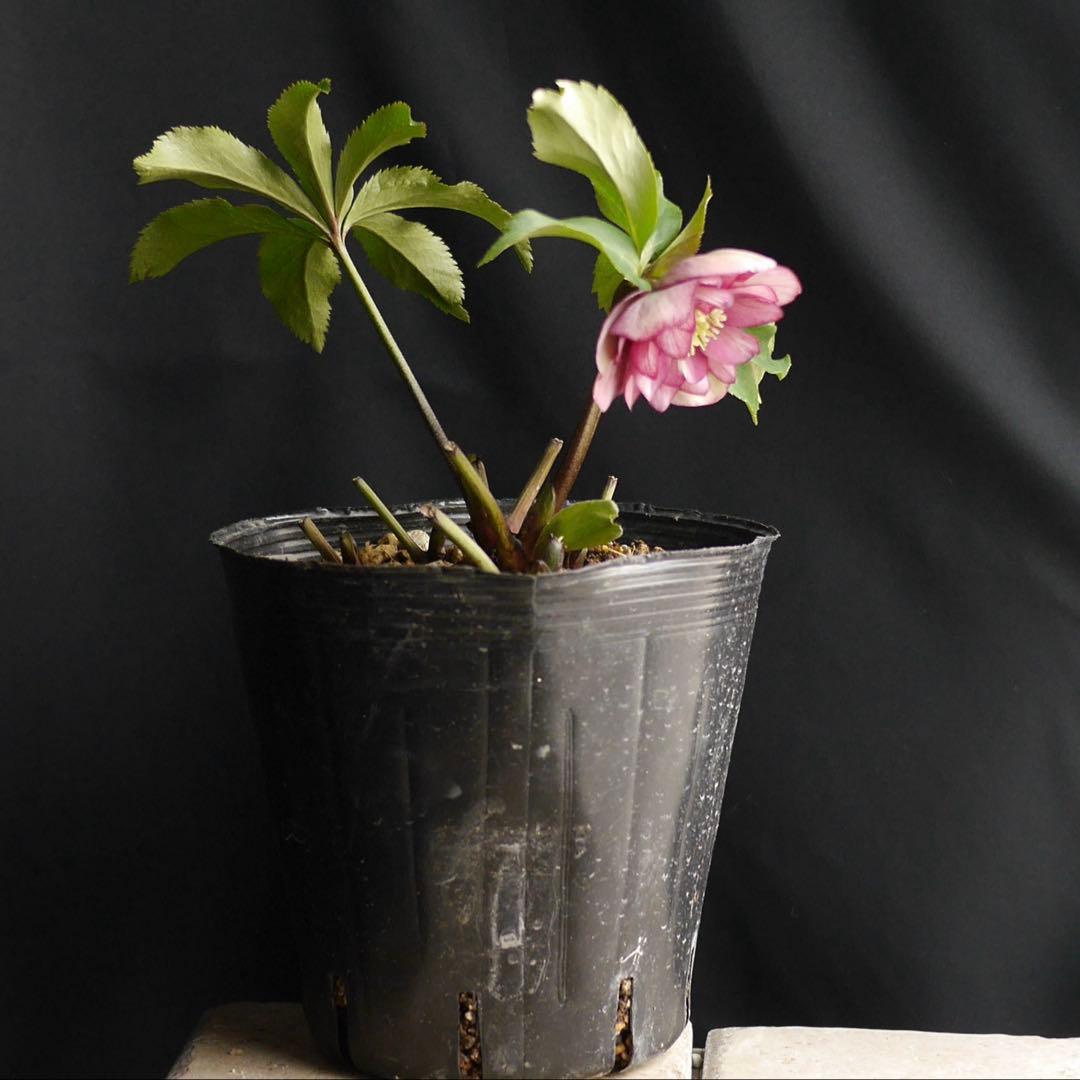 mirakohujin様 リクエスト 2点 まとめ商品　クリスマスローズ