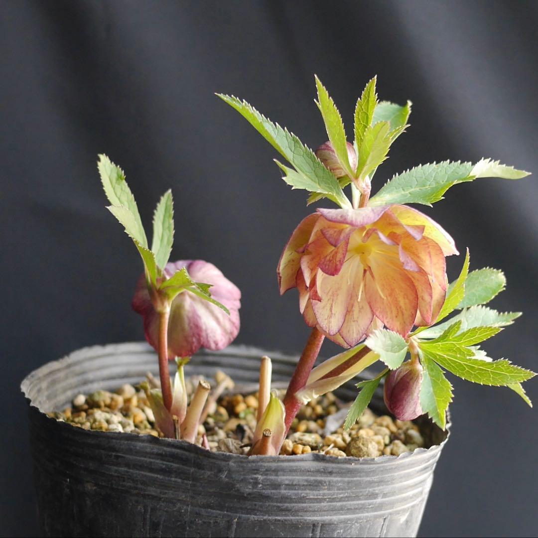 mirakohujin様 リクエスト 2点 まとめ商品　クリスマスローズ