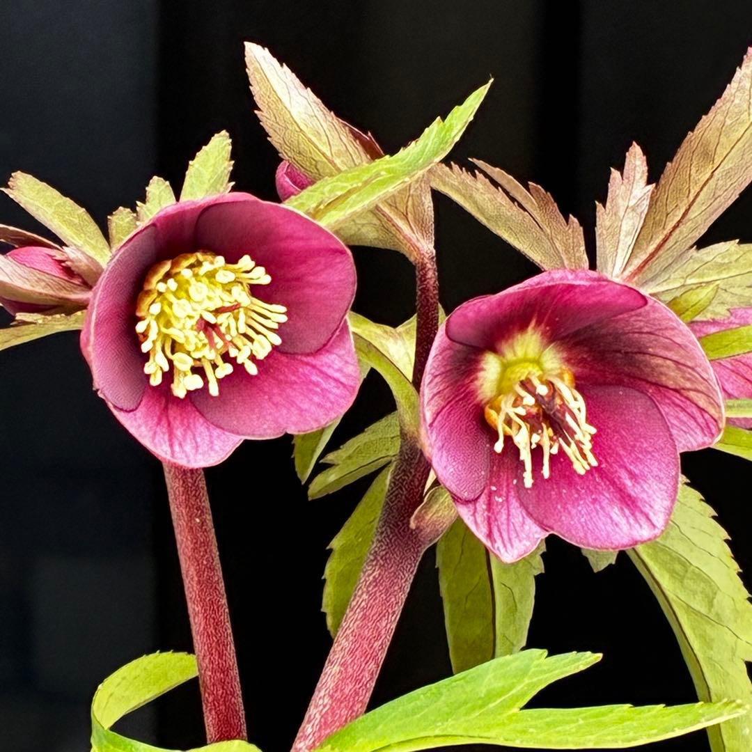 ま*ん様 93☘️蕾花タグ付☘️極上⭐️ベビードール⭐️超小輪コンパクト⭐️大人