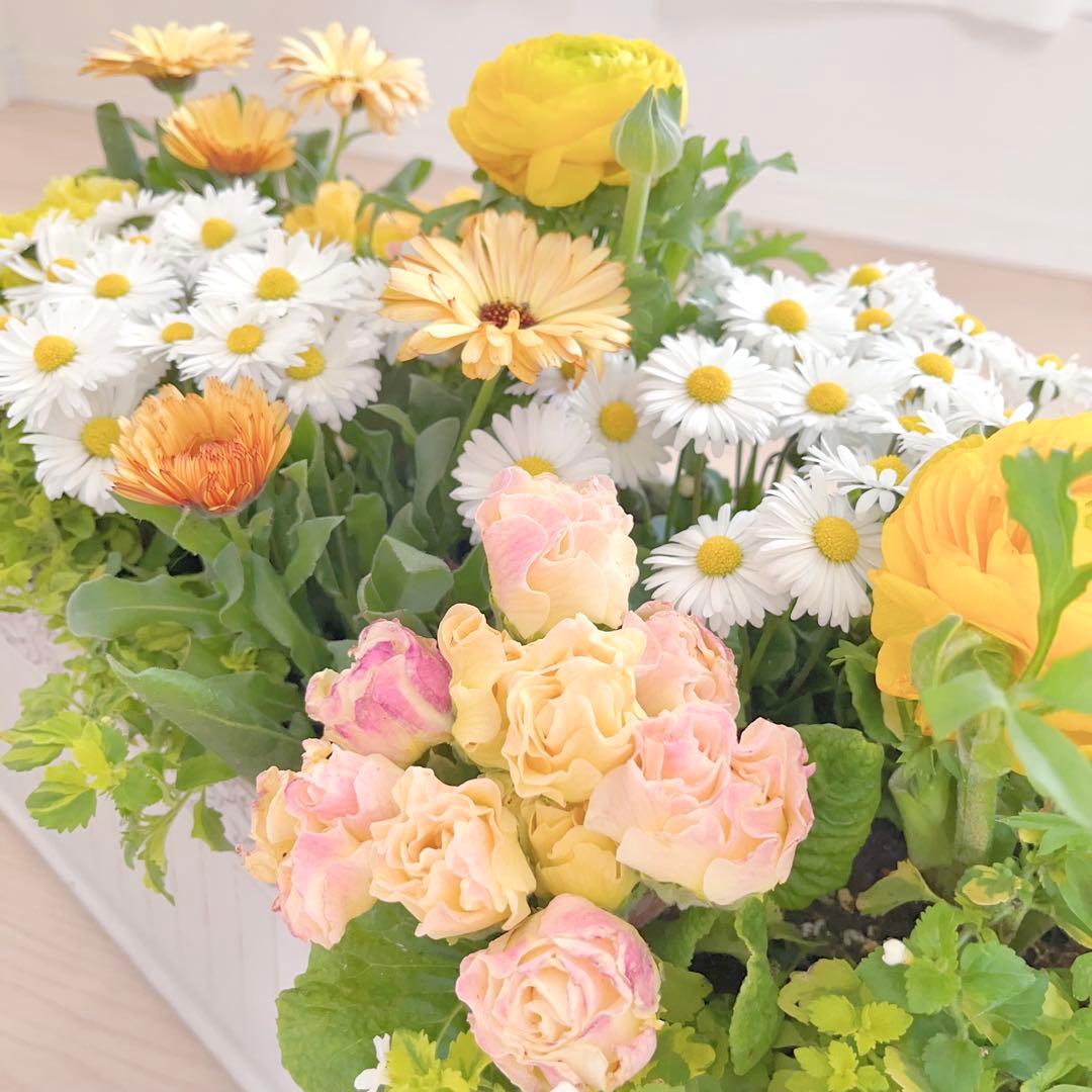 のんまま♬　季節のお花たくさん♪春の寄せ植え*大きめ鉢＊