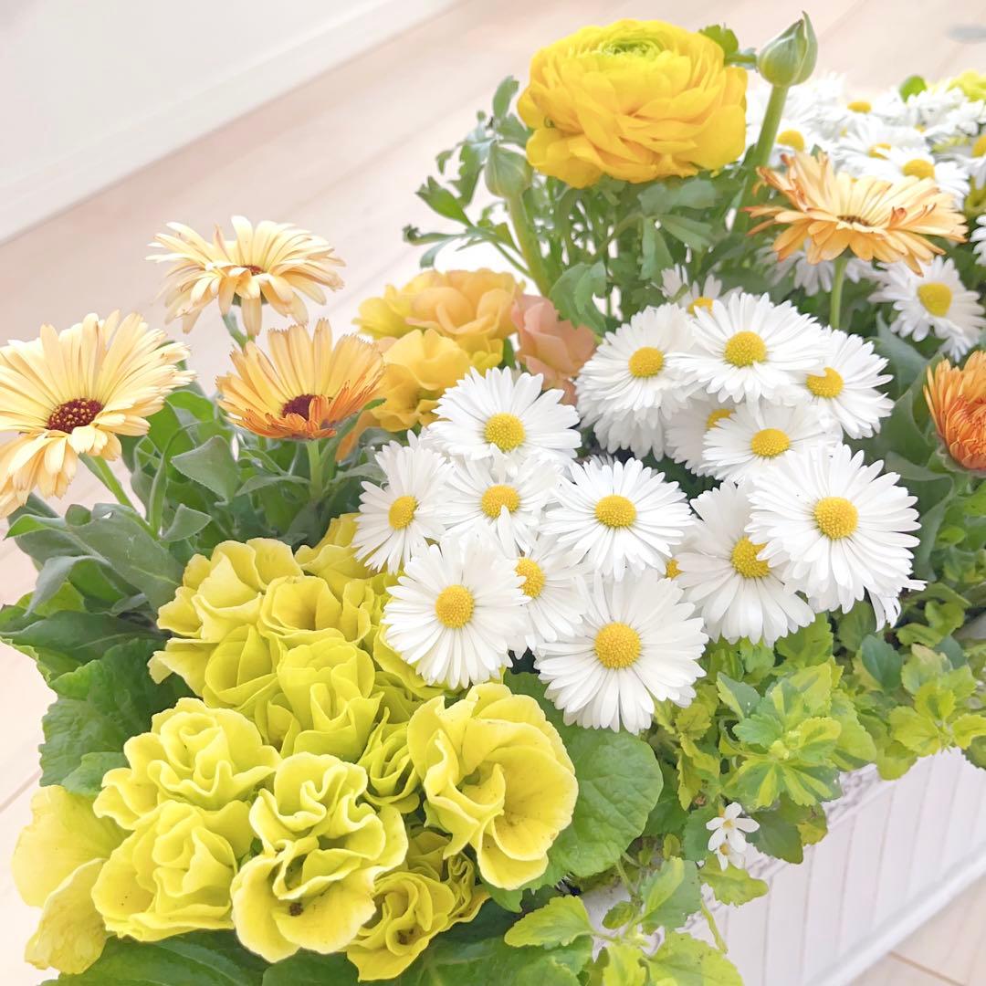 のんまま♬　季節のお花たくさん♪春の寄せ植え*大きめ鉢＊