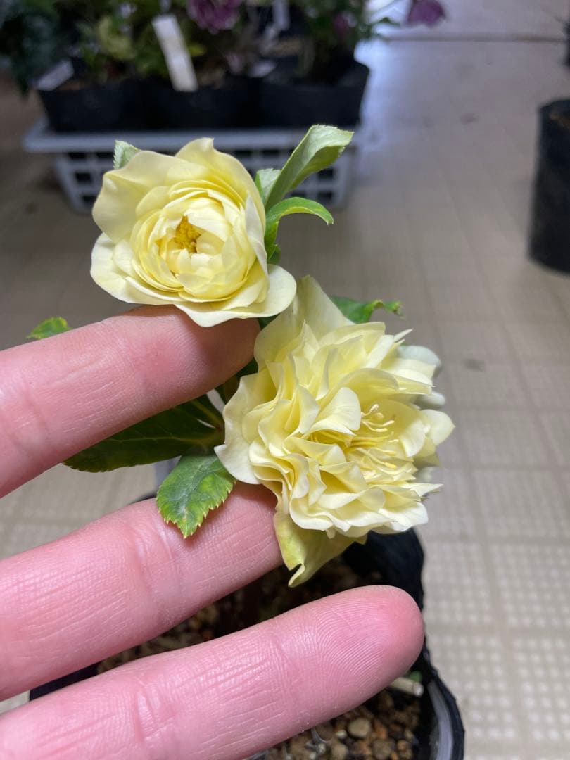 加藤農園 ディオーネ クリスマスローズ