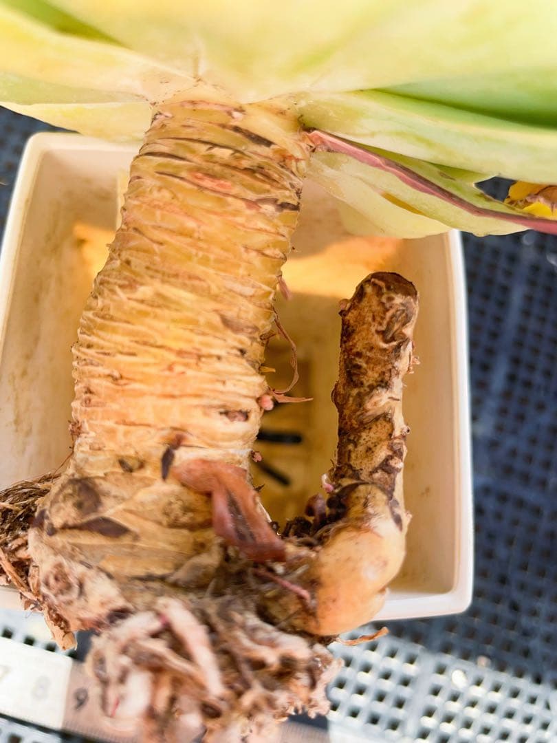 ツナミ錦　超古株　葉っぱ沢山　美色斑入り 多肉植物　エケベリア フリフリ可愛い