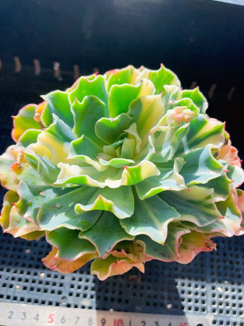 ツナミ錦　超古株　葉っぱ沢山　美色斑入り 多肉植物　エケベリア フリフリ可愛い