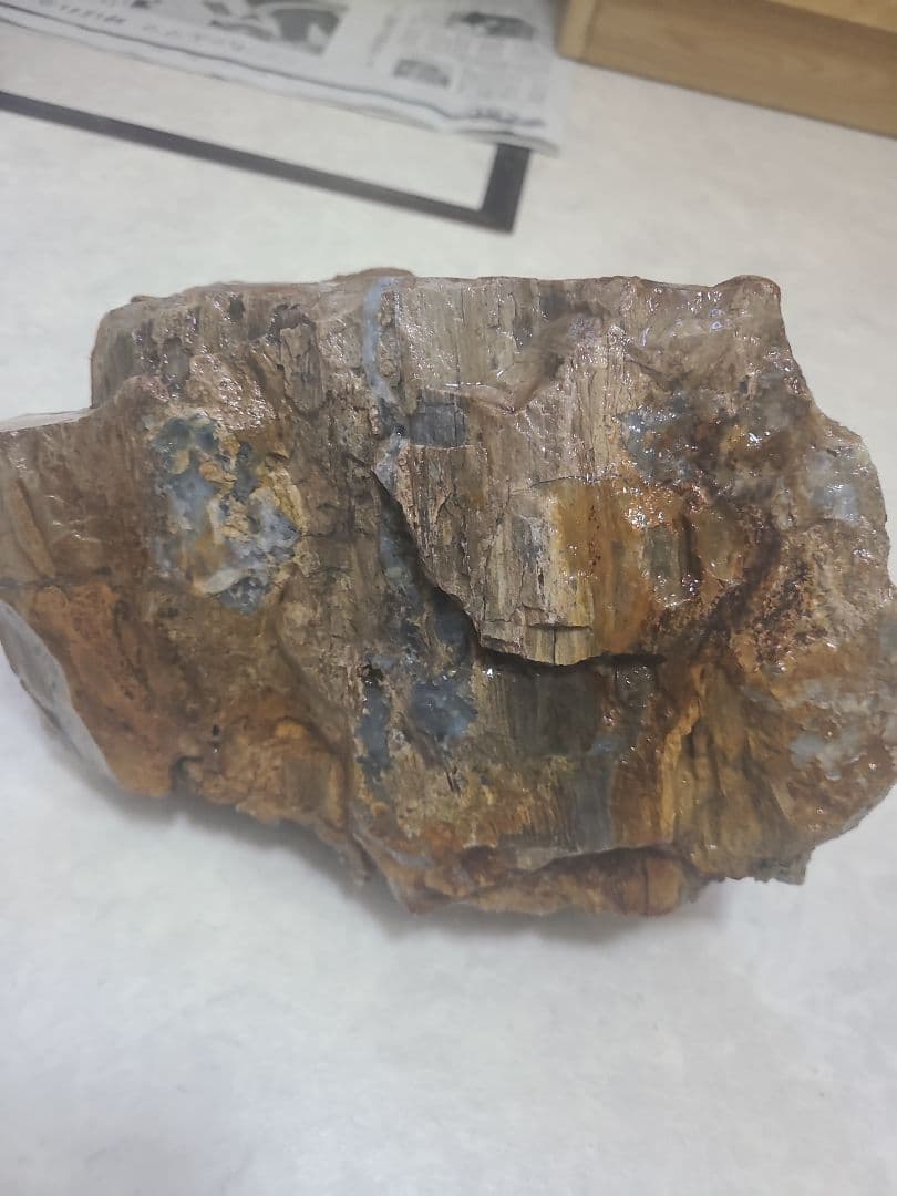 珪化木(3.8キロ)