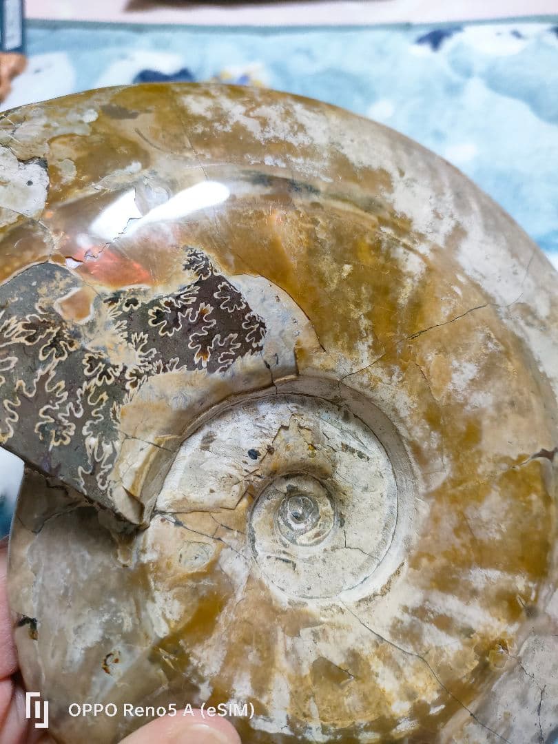 ☆アンモナイト☆約1キロある！？