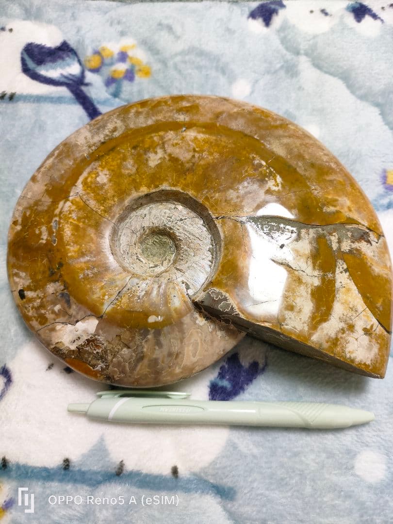 ☆アンモナイト☆約1キロある！？