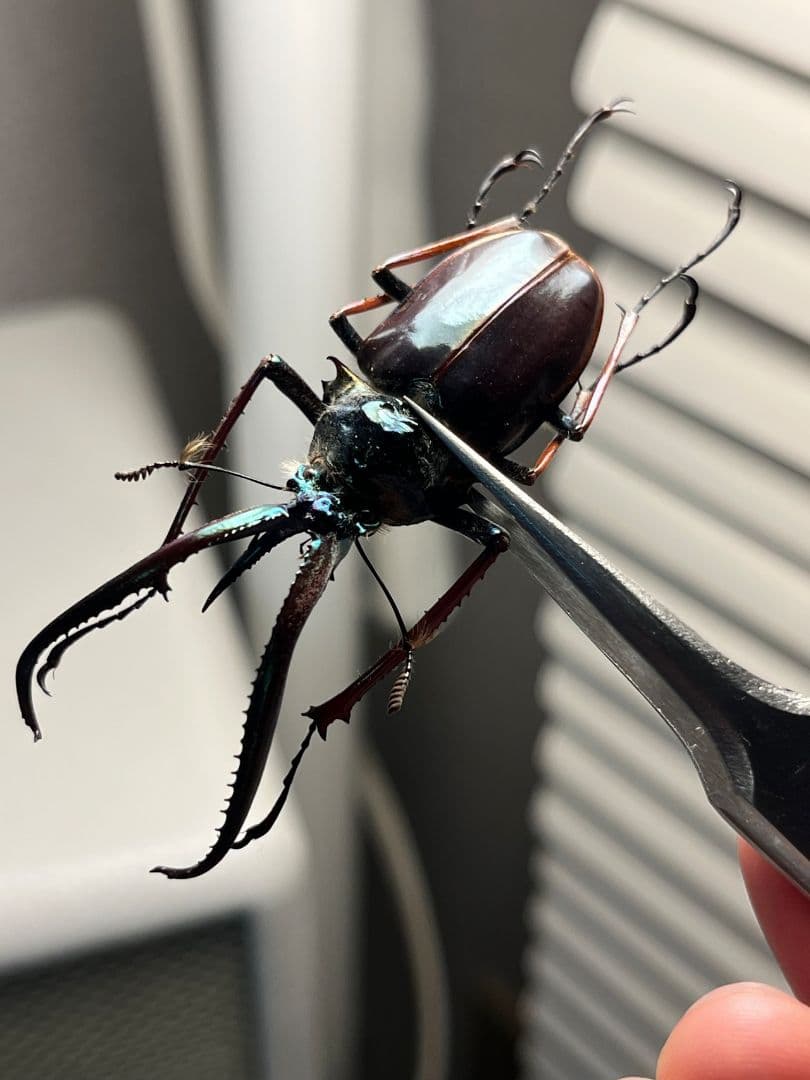 【PARATYPE】ホロメタリクスチリクワガタ 56mm シワバネクワガタ標本