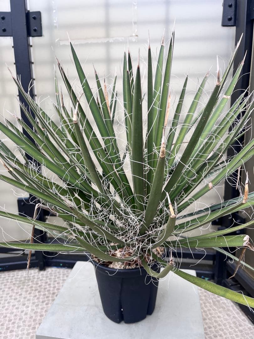 ユッカフィリフェラ3分頭　トリプルヘッド