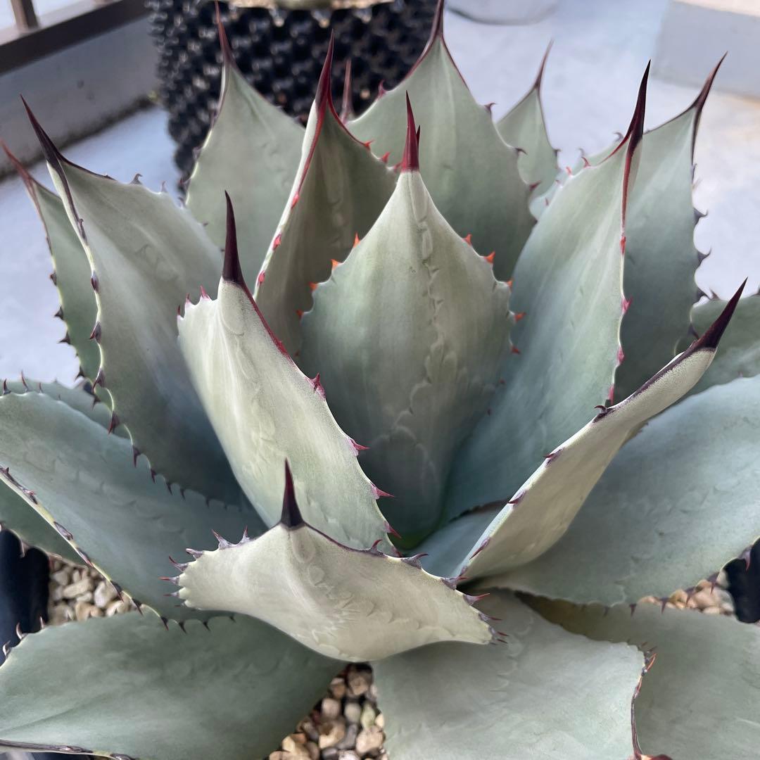 アガベ パリー トランカータ　パリーパリー 直径約35cm