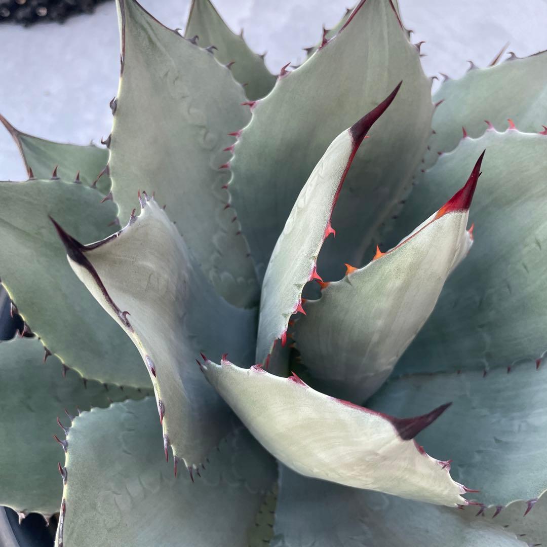 アガベ パリー トランカータ　パリーパリー 直径約35cm