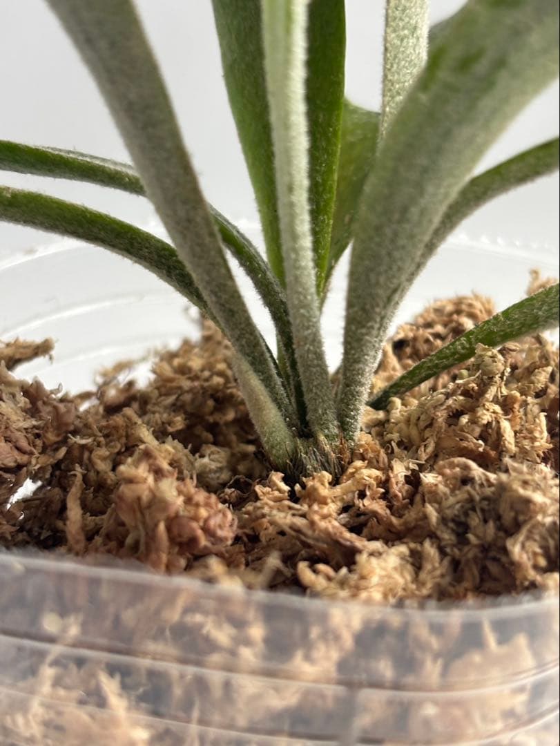 【メルカリ便】P. Willinckii Spur(TC) 【18】